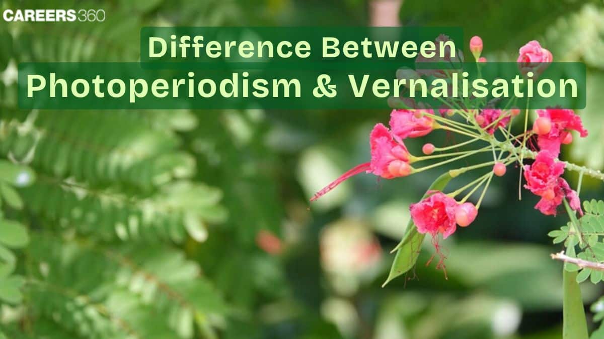 Difference Between Photoperiodism And Vernalisation: Vernalization And Photoperiodism